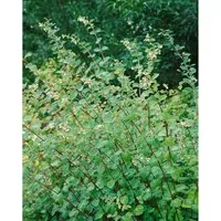 Symphoricarpos doorenbosii 'Amethyst'-S- 40-60 cm