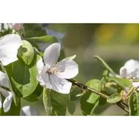 Cydonia Portugiesische Birnenquitte 150-200 cm von Pflanzen für Dich