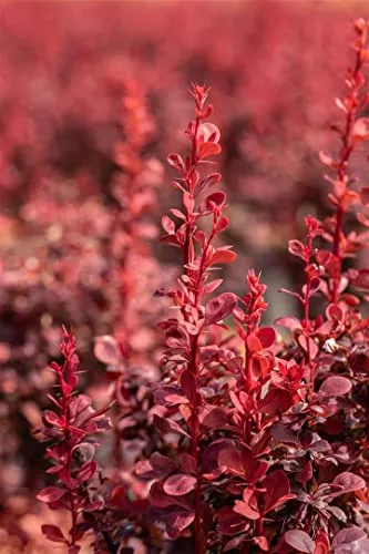 Berberis thunbergii 'Ruby Star' - Rote Heckenberberitze - Pflegeleichte, winterharte Pflanze mit leuchtend roten Blättern, ideal für Hecken und Rabatten. Perfekt für Anfänger und kalte Klimazonen.