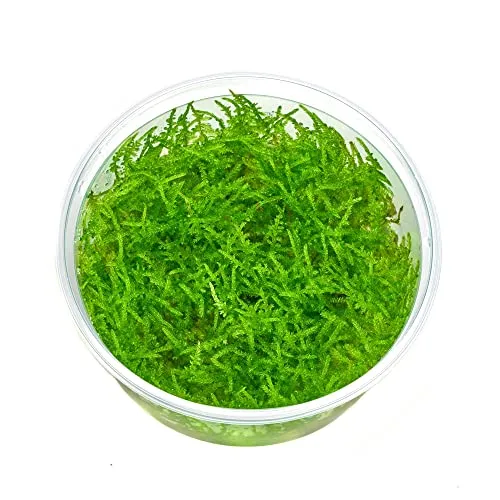 Vesicularia montagnei 'Mini' - Christmas Moos 'Mini' in vitro XL - 8,5cm Bechergröße - Aquariummoos Wasserpflanzen für Aquarien