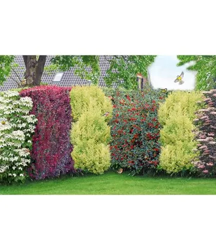 BALDUR Garten Vogelschutz-Hecke 'Bird-Lover' von BALDUR-Garten