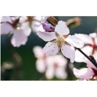 Prunus Kurilensis Ruby Zierkirsche mit Rosa Blüten - Kompakte Zierkirsche mit üppigen rosa Blüten, ideal für kleine Gärten. Vielseitig einsetzbar als Solitär oder in Gruppenpflanzungen, bietet sie über mehrere Jahreszeiten hinweg attraktive Farben.