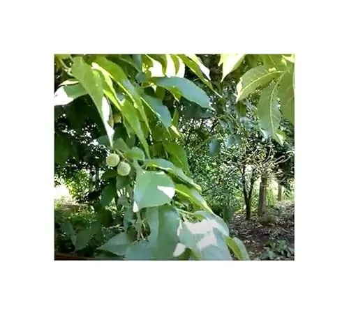 Stk - 30x Maclura tinctoria Färbermaulbeerbaum Garten Pflanzen - Samen ID1427 - Seeds & Plants Shop by Ipsa