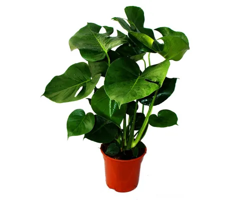 Exotenherz Monstera deliciosa - Fensterblatt 21cm Topf - Beliebte Zimmerpflanze mit markanten geschlitzten Blättern, ideal für eine tropische Atmosphäre. Pflegeleicht und perfekt für helle bis halbschattige Standorte.