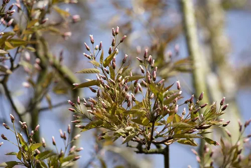 Amelanchier Arborea 'Robin Hill' – Felsenbirne mit rosa Blüten - Eleganter Zierstrauch oder kleiner Baum mit romantischen Blüten, leuchtenden Herbstfarben und essbaren Früchten. Ideal für Garten, Terrasse und Balkon.