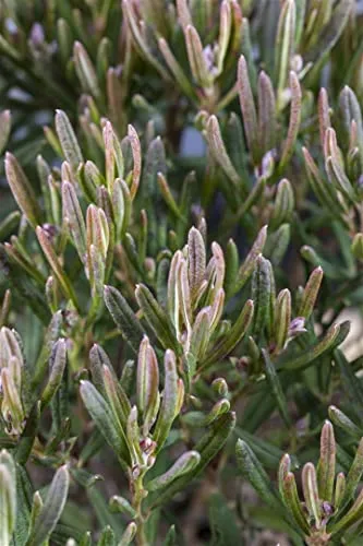 Andromeda polifolia 'Compacta', Lavendelheide, kompakt, 15–20 cm
