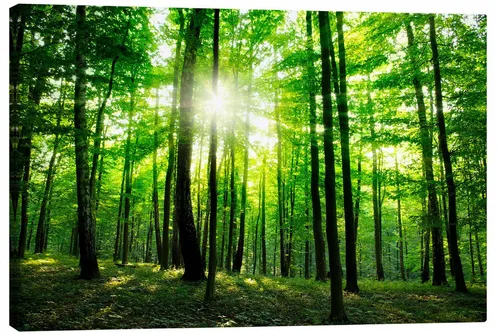 Posterlounge Poster Editors Choice, Sonnenlicht im grünen Wald, Frühling, Fotografie