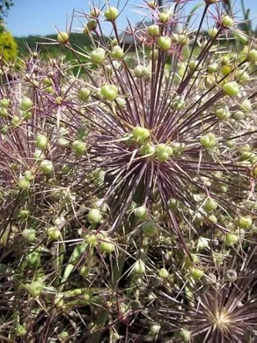 Sternkugel Lauch