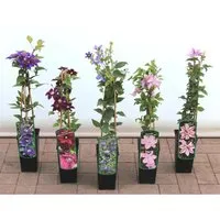 Clematis Montana Freda Berg-Waldrebe Rosa Blüten 40–60 cm