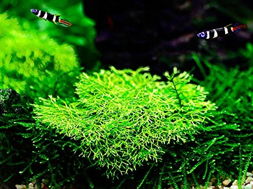 AquaOne Aquarium Pflanze In Vitro Riccia fluitans 'Mini' Wasserpflanze 1-2-Grow. Aquariumpflanze Becher Labor-Aquarienpflanzen Dekoration Aquascaping