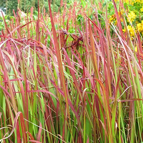Imperata cylindrica 'Red Baron' - Japanisches Blutgras Ziergras Staude
