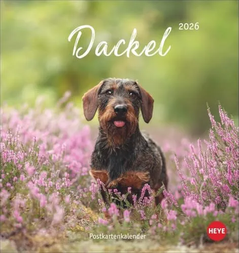 Dackel Postkartenkalender 2026: Monats-Tischkalender zum Aufstellen oder Aufhängen mit herzigen Dackelfotos. Kleiner Kalender mit Postkarten zum Verschicken oder Sammeln. (Postkartenkalender Heye)