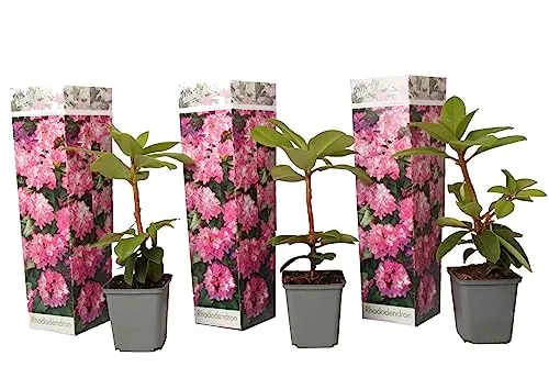 Plant in a Box - Rhododendron 3er Set - Rosa - Gartenpflanze, robust und immergrün, mit beeindruckenden Blumen in auffälligen Farben. Ideal für Ihren Garten, sicher verpackt für einen unbeschädigten Versand.