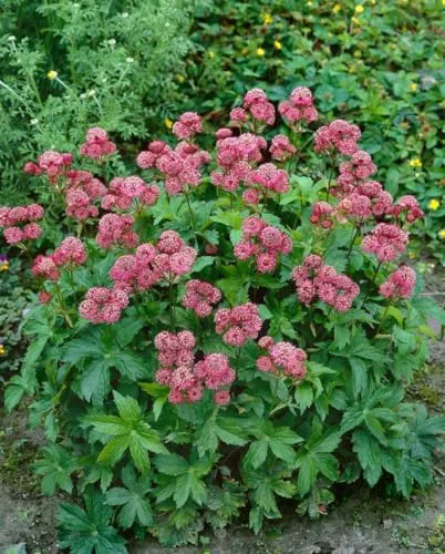 Astrantia major 'Rosensinfonie' 9x9 cm Topf – Winterhart, Mehrjährig, Pflegeleicht – Sterndolde – Staude für Beet & Halbschatten