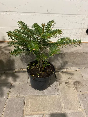 Kaukasische Tanne – Abies nordmanniana Topf Ø 17 cm – Höhe ca. 35 cm