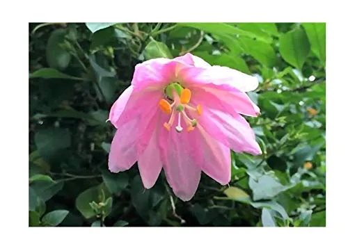 Stk - 10x Passiflora mollissima Passionsblume Strauch Pflanzen - Samen B51 - Seeds & Plants Shop by Ipsa