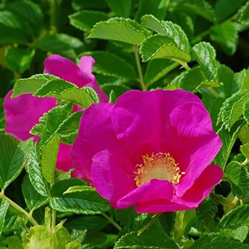 Kartoffelrose, Apfelrose Rosa rugosa, pinke Blüte im 3 L. Topf gestäbt ca. 60 cm