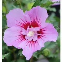 Garteneibisch Maike 30-40cm - Hibiscus syriacus