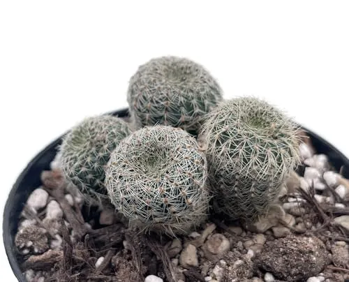 Fangblatt - Frailea pygmea gloriosa – Miniatur-Sukkulente für Sammler – pflegeleichte Rarität