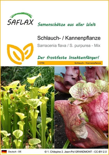 SAFLAX Blumensamen SAFLAX - Samen - Schlauch- / Kannenpflanze