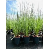 Produktbild Cortaderia Selloana Pampasgras 3-5 Liter Container