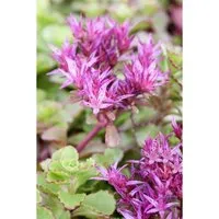 Sedum Spurium Purpurteppich Teppich-Fetthenne Purpurrot Ca. 9x9 cm Topf