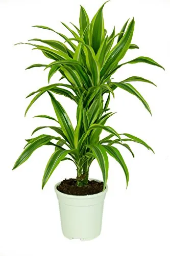 Dracaena deremensis 'Lemon Lime' - Pflegeleichter Drachenbaum - Zimmerblumen mit dekorativen, schwertförmigen Blättern, die Schadstoffe aus der Luft filtern und die Luftfeuchtigkeit erhöhen. Ideal für helle Standorte und pflegeleicht.