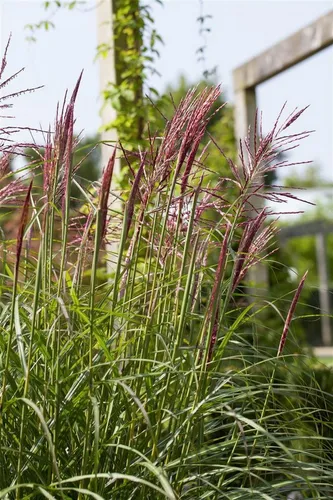 Pflanzen für Dich Gräser Miscanthus sin. Rotsilber, 1 St., Chinaschilf, Silberfedergras, rotes Laub, silberne Blütenstände