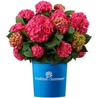 Produktbild Hortensie Endless Summer Summer Love Höhe ca. 20 - 30 cm Topf ca. 5,