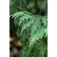 Chamaecyparis nootkatensis Aurea - Gelbe Nootka-Scheinzypresse, 1 St. - Ziergehölze - Pflegeleichte, winterharte Konifere mit leuchtend goldgelben Nadeln, ideal als Sichtschutz oder in naturnahen Gärten.