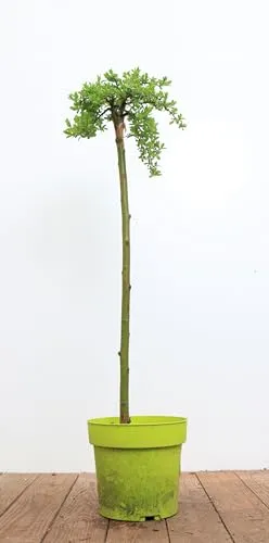 Salix arbuscula 30 cm Stammhöhe – Winterhart, Mehrjährig, Pflegeleicht – Zwerg-Weide – Kübelpflanze für Garten & Balkon