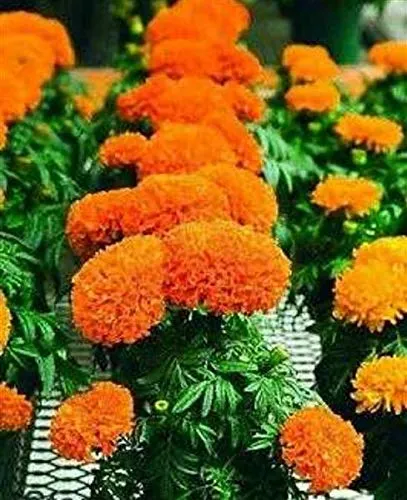 Stk - 15x Afrikanische Marigold Ringelblume Pflanzen - Samen A91 - Seeds & Plants Shop by Ipsa