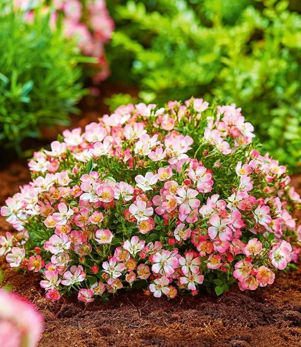 BALDUR Garten Alpin-Rose Cutie Pie® im 9x9 cm-Topf - Winterharte, kompakte Alpin-Rose mit starkem Duft. Ideal für sonnige bis halbschattige Standorte. Geringer Pflegeaufwand und bienenfreundlich, perfekt für jeden Garten.