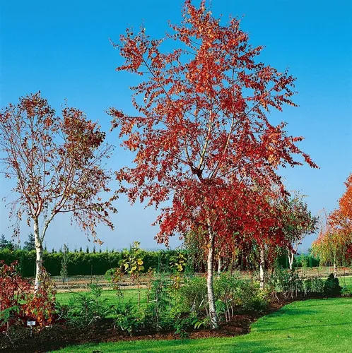 Betula pendula 'Royal Frost' - Hängebirke mit purpurroten Blättern - Baumsamen & -pflanzen, winterhart bis -30 °C, pflegeleicht und ideal für moderne Gärten, mit dunkelvioletten Blättern, die im Herbst leuchtend orange werden.