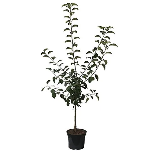 Apfelbaum Prinz Albrecht von Preußen Herbstapfel Buschbaum 110-140 cm im 7,5 Liter Topf Unterlage M9