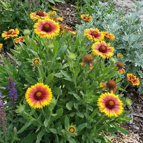 Bloomique