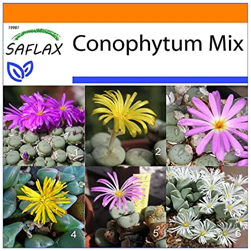 SAFLAX - Garden in the Bag - Sukkulenten - Blühende Steine/Conophytum Mix - 40 Samen - Mit Anzuchtsubstrat im praktischen, selbst aufstellenden Beutel - Conophytum Mix