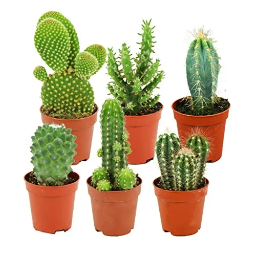 Produktbild ZynesFlora Mini Kakteen im Set