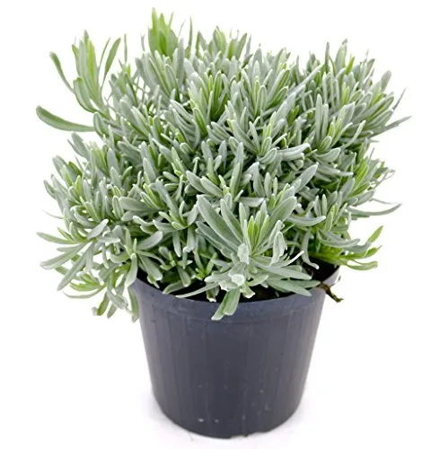 Produktbild Echter Italienischer Lavendel 15cm Topf