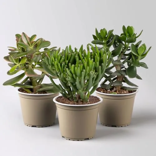 Geldbaum 3er-Set, verschiedene Formen, Topf-Ø 12 cm - Baumsamen & -pflanzen: Pflegeleichte Sukkulente, ideal für sonnige Standorte, die auch längere Trockenperioden verträgt und einzigartig dekorative Akzente setzt.