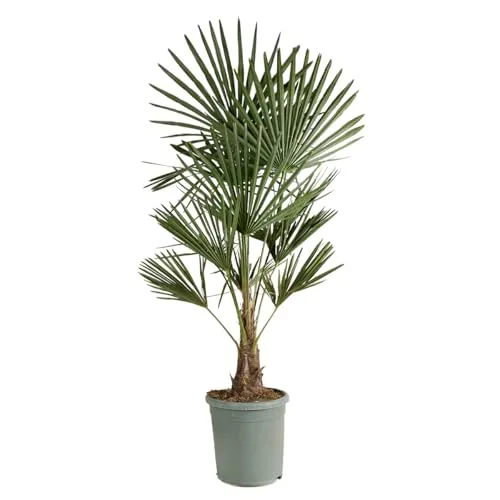 Bloomique Trachycarpus Fortunei