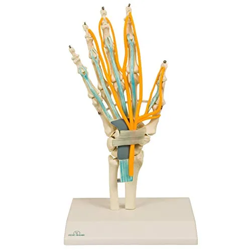 Anatomisches Hand Skelett Model | Handmodell mit Sehnen, Nerven und Karpaltunnel | Anatomie Modell | Lehrmittel