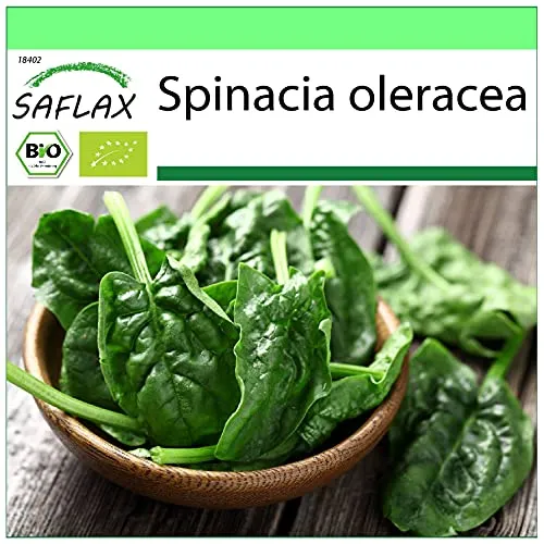 SAFLAX - BIO - Spinat - Matador - 300 Samen - Spinacia oleracea