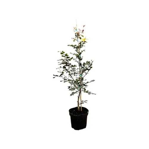 Fagus sylvatica 'Purpurea' 60–100 cm – Winterhart, Mehrjährig, Pflegeleicht – Blutbuche – Heckenpflanze für Garten & Sichtschutz