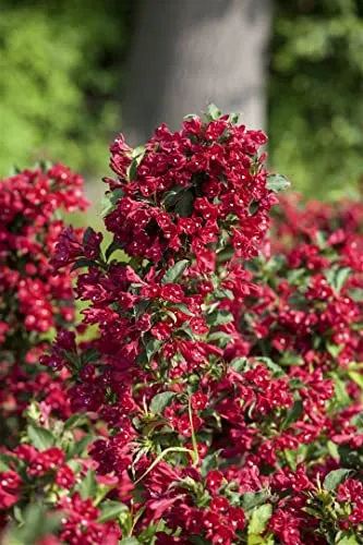 Weigela florida 'Eva Rathke' 15–20 cm – Winterhart, Mehrjährig, Pflegeleicht – Weigelie – Blütenstrauch für Garten & Hecke