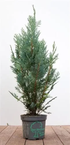 Chamaecyparis lawsoniana Columnaris