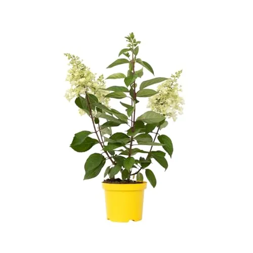 Plant in a Box - Hortensie- Hydrangea paniculata 'Candlelight'- Höhe 25-40cm -Topf 19cm - Winterharte Gartenpflanze