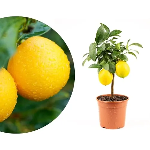 Mini-Zitruspflanze im Ø15 cm Topf – Calamondin, Kumquat & Meyer Zitrone