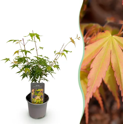 GreenboutiQ