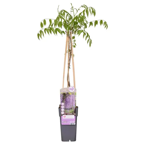 Blauregen Wisteria floribunda Naga Noda Ø 15 cm purpurne Kletterpflanze